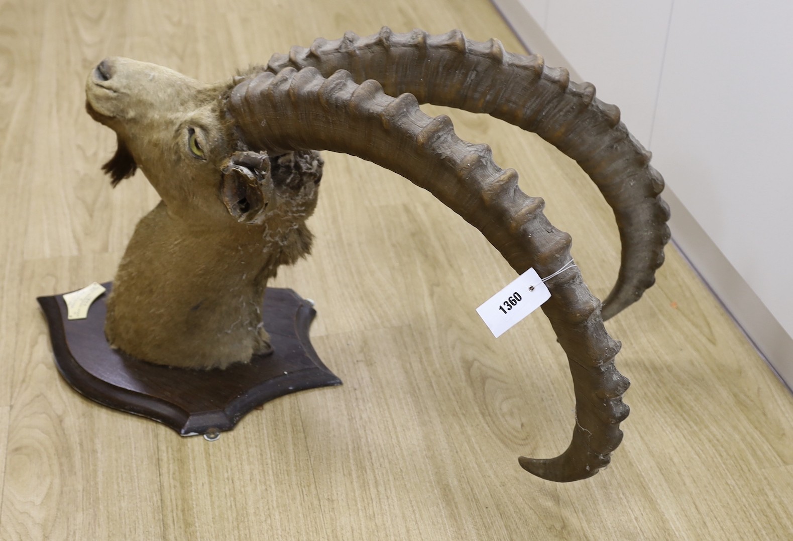 A taxidermy Ibex on shield shaped wooden mount, ivorine label ‘Baltistan 24th July 1908’, 87 cms high.